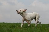 DOGUE ARGENTIN 421